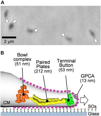 Force and Stepwise Movements of Gliding Motility in Human Pathogenic Bacterium Mycoplasma pneumoniae